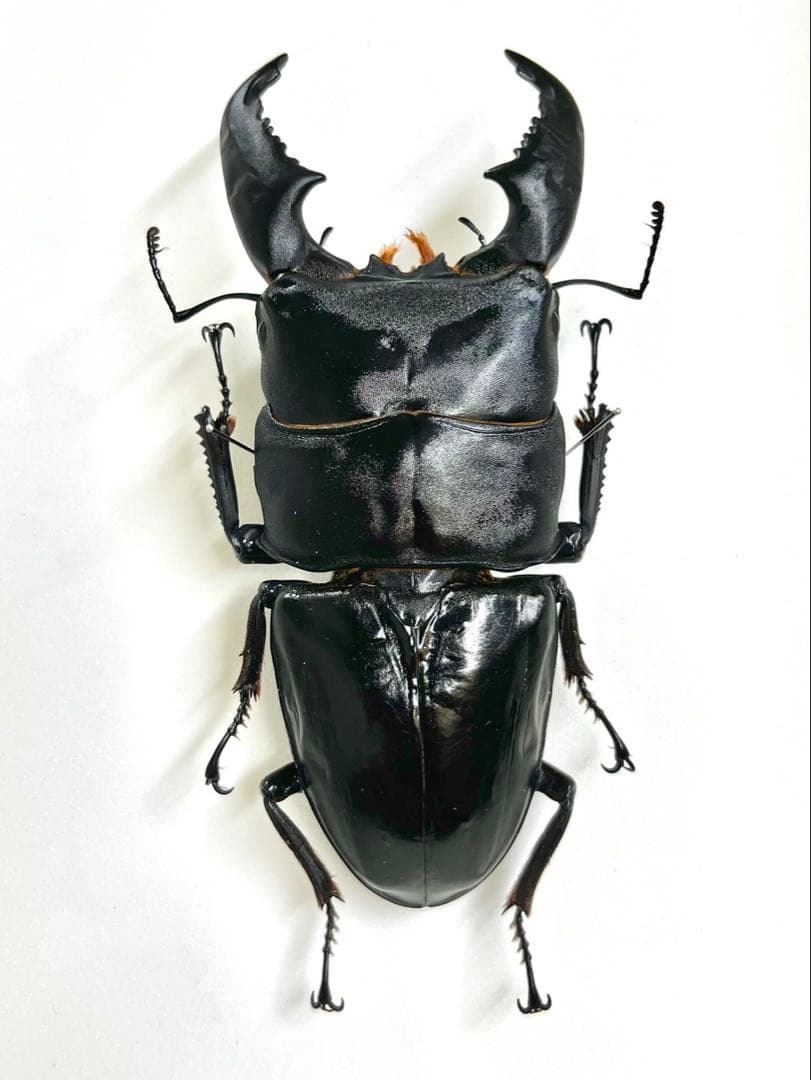 スマトラオオヒラタクワガタ 106mm 標本