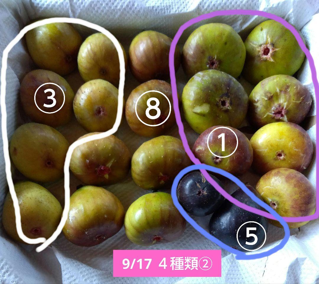 無花果（いちじく）多品種　コンパクトBOX　農薬不使用です