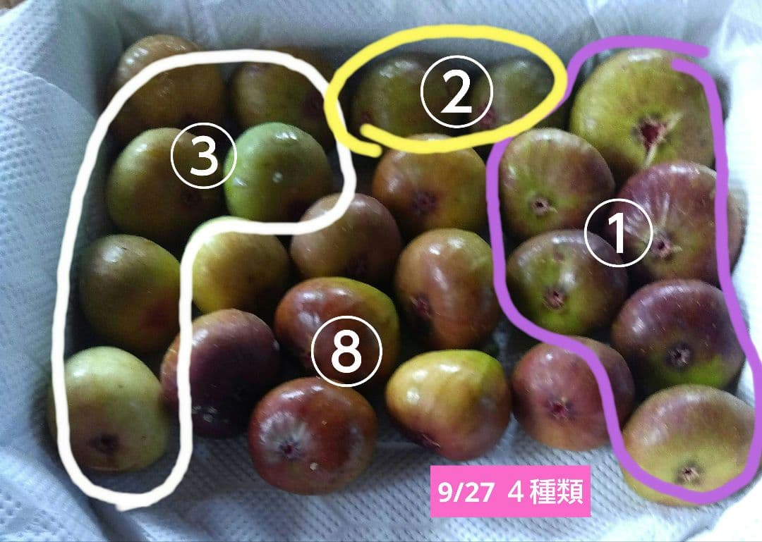無花果（いちじく）多品種　コンパクトBOX　農薬不使用です