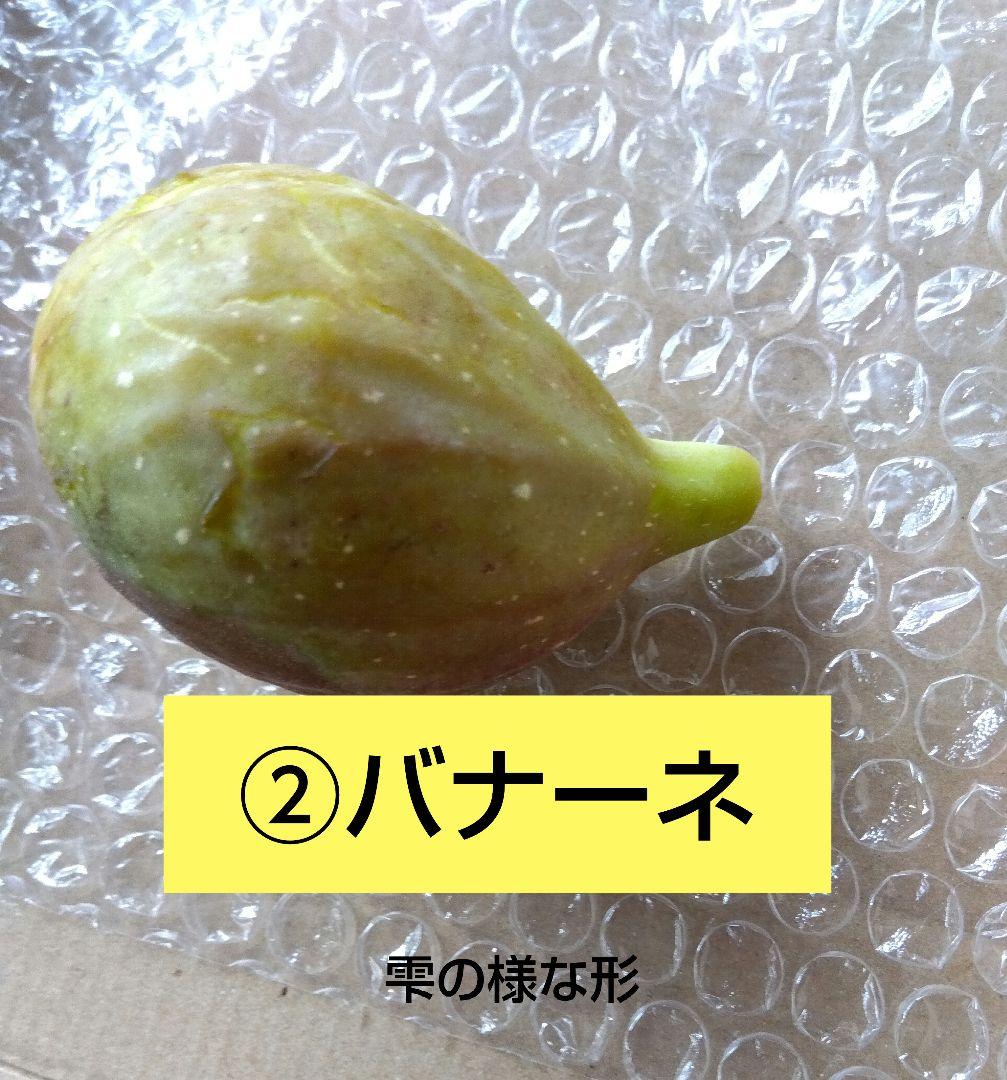 無花果（いちじく）多品種　コンパクトBOX　農薬不使用です