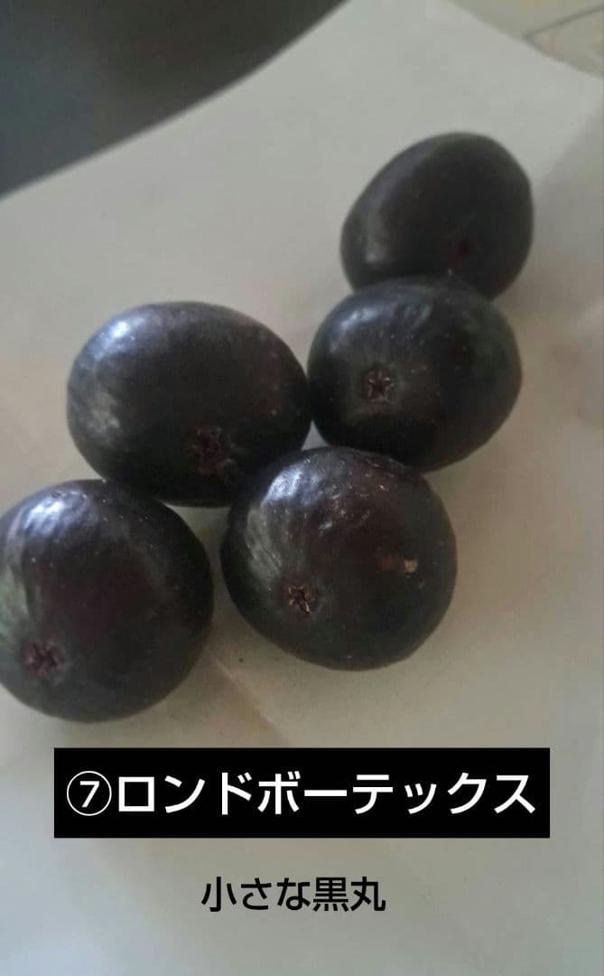 無花果（いちじく）多品種　コンパクトBOX　農薬不使用です