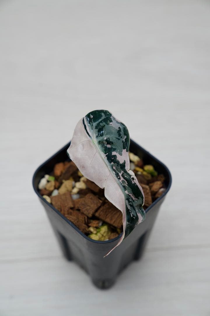 アロカシア アマゾニカ ピンク斑入り A11【マドカズラ モンステラ】