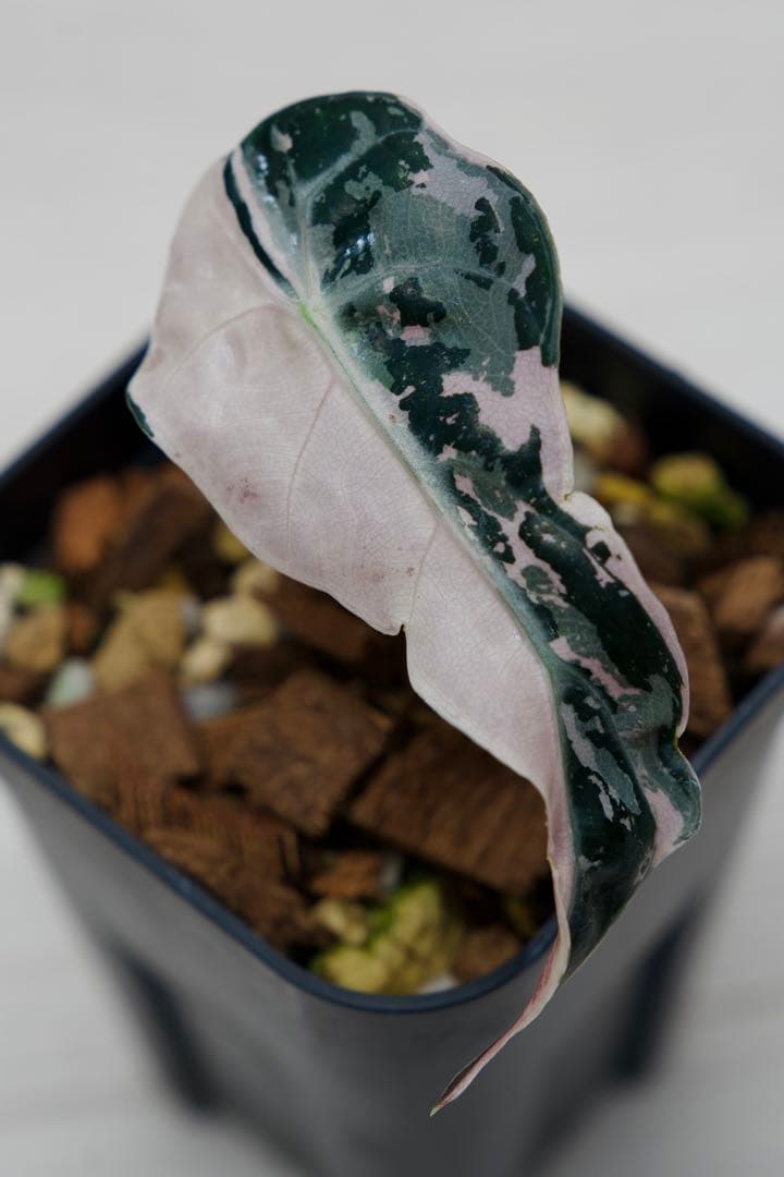 アロカシア アマゾニカ ピンク斑入り A11【マドカズラ モンステラ】