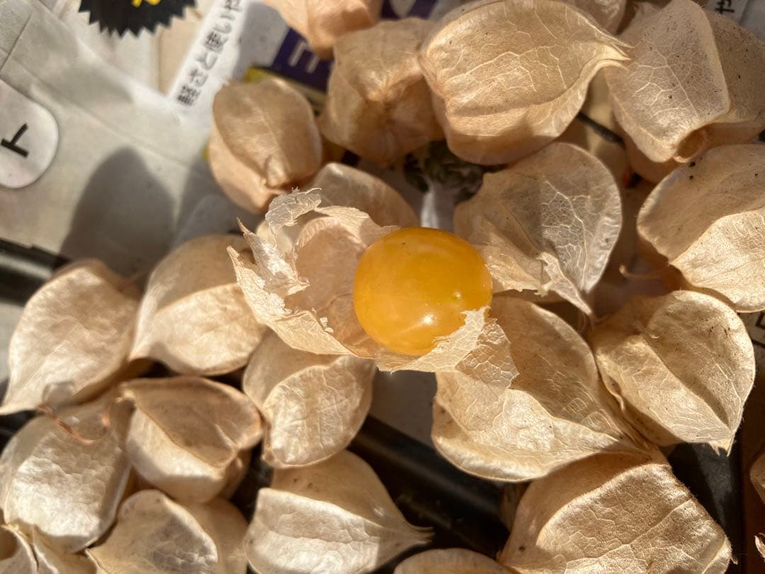 専用出品です　食用ほおずきトマチロコサックパイナップル2kg 9/15(月)発送