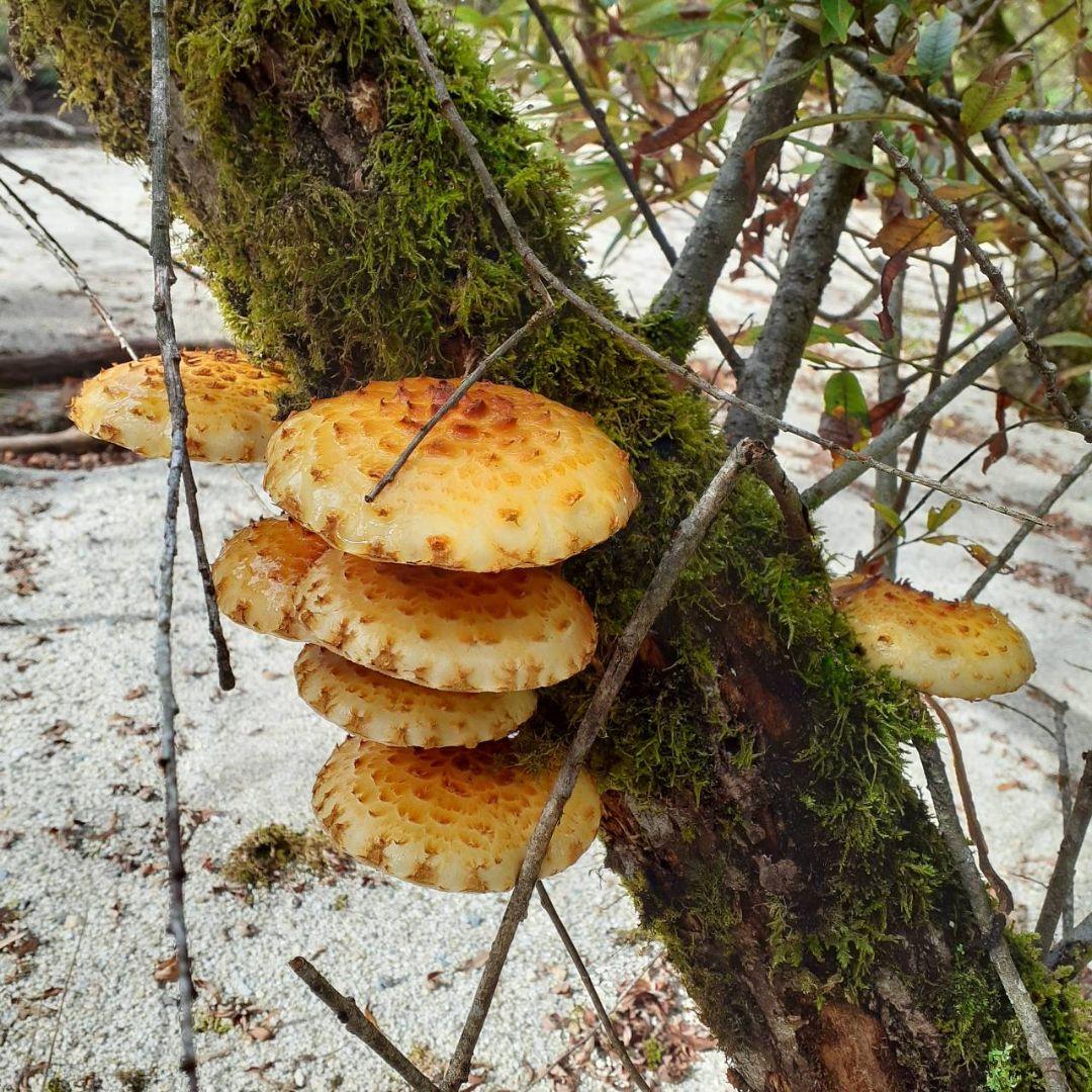秋田県産 天然きのこ 10種類 MIX 塩漬け 塩蔵