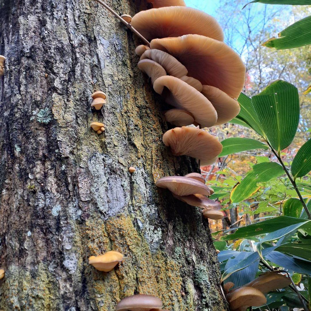 秋田県産 天然きのこ 10種類 MIX 塩漬け 塩蔵