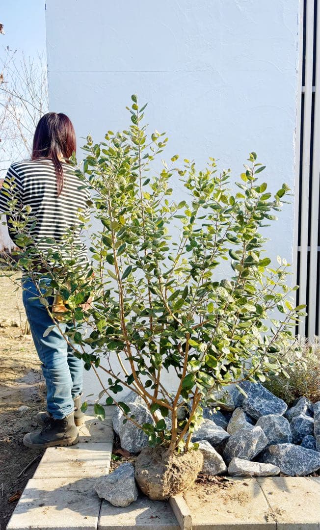 超逸品。フェイジョア株立ち1.4M(鉢底から)品番A