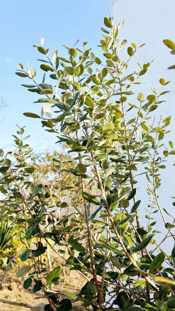 超逸品。フェイジョア株立ち1.4M(鉢底から)品番A