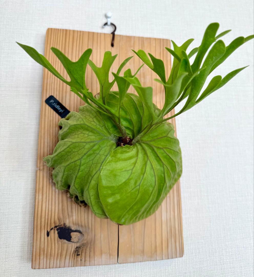 ビカクシダ　リドレイ　板付