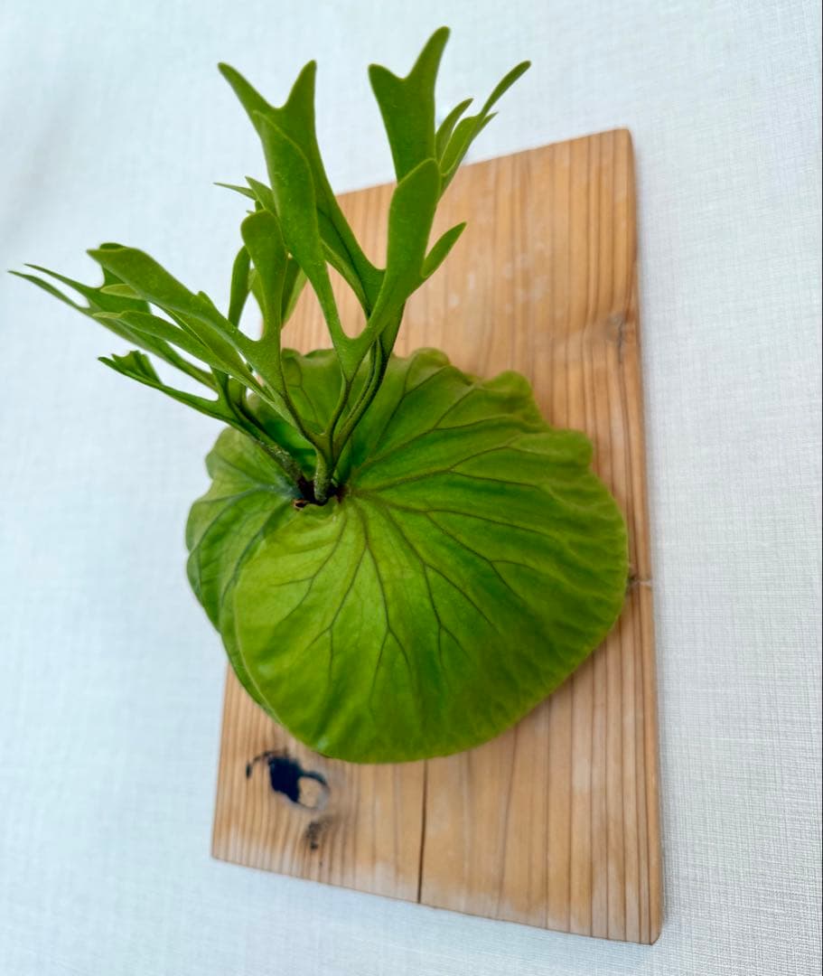 ビカクシダ　リドレイ　板付