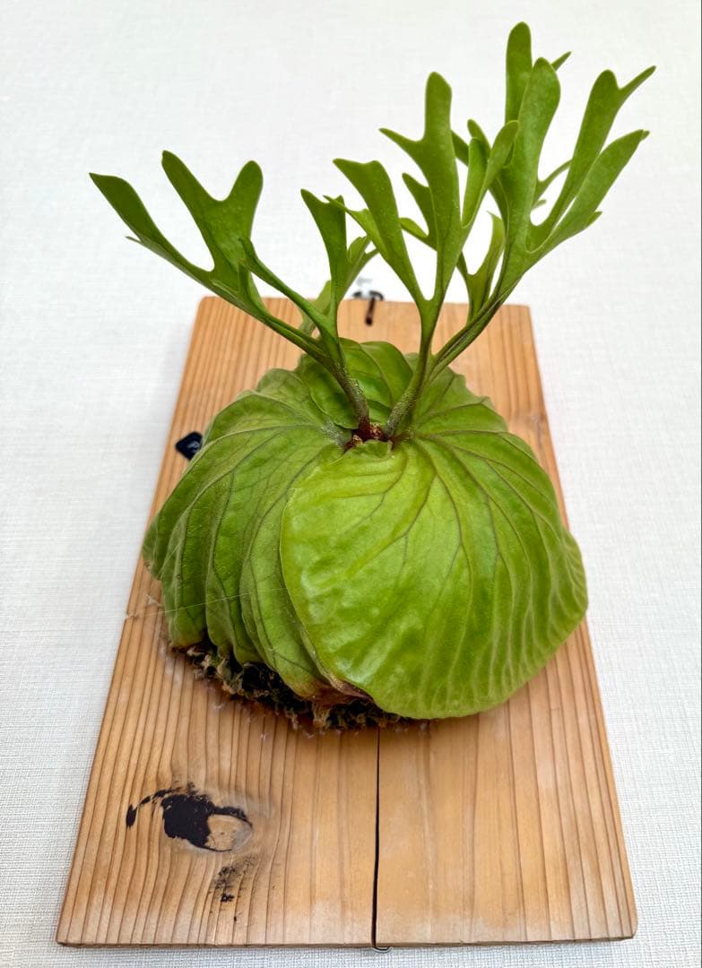 ビカクシダ　リドレイ　板付