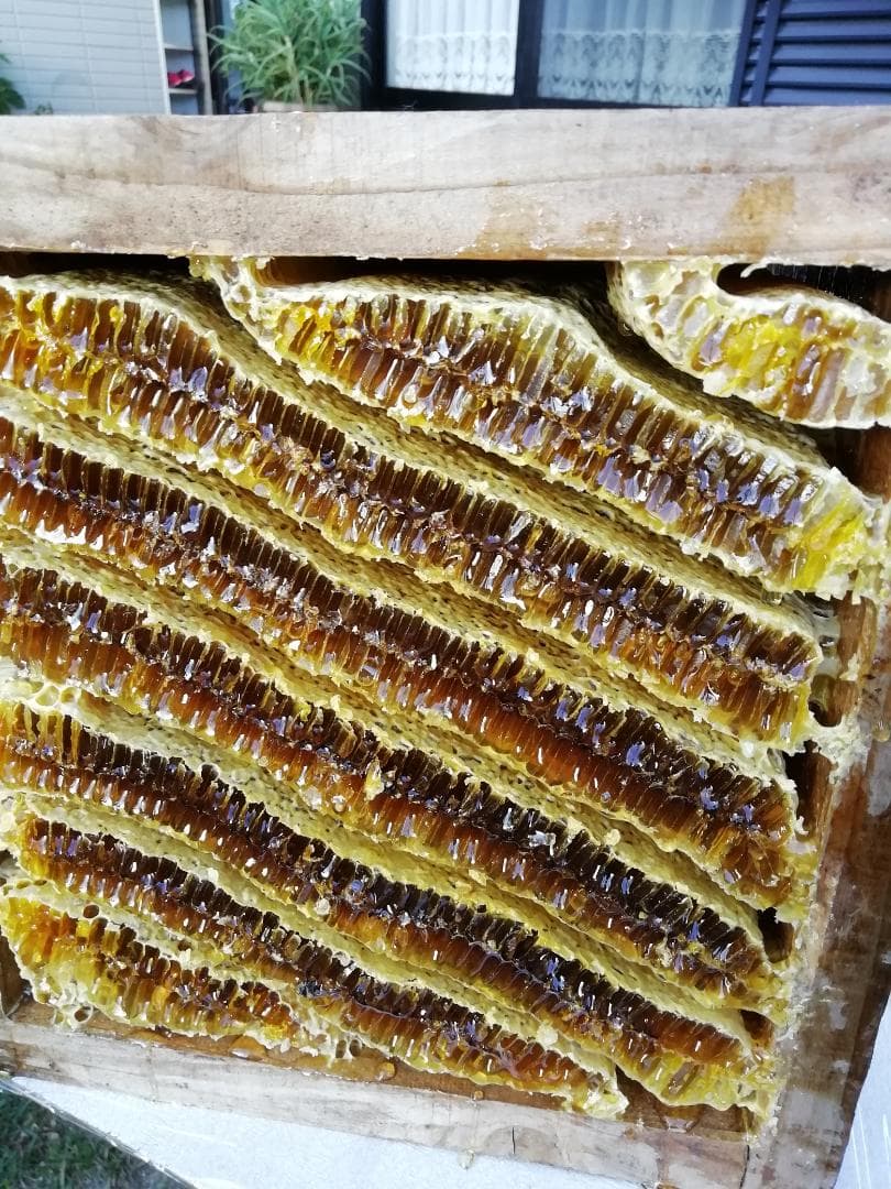 ★★希少品『100％純粋春蜜の2瓶セット』《幻の天然完熟百花蜜》