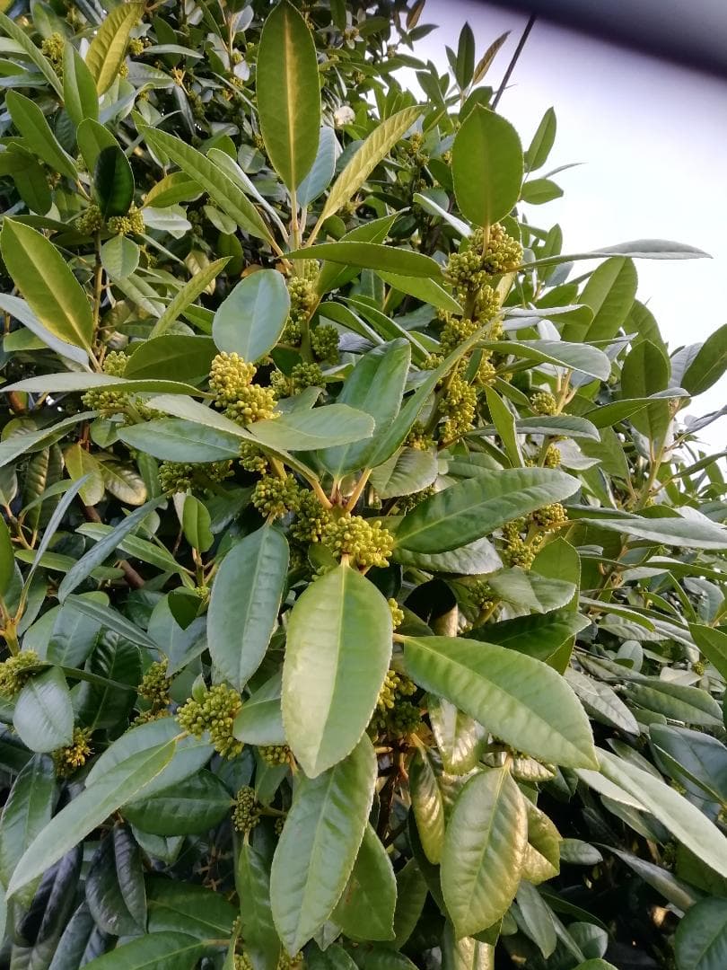 ★★希少品『100％純粋春蜜の2瓶セット』《幻の天然完熟百花蜜》