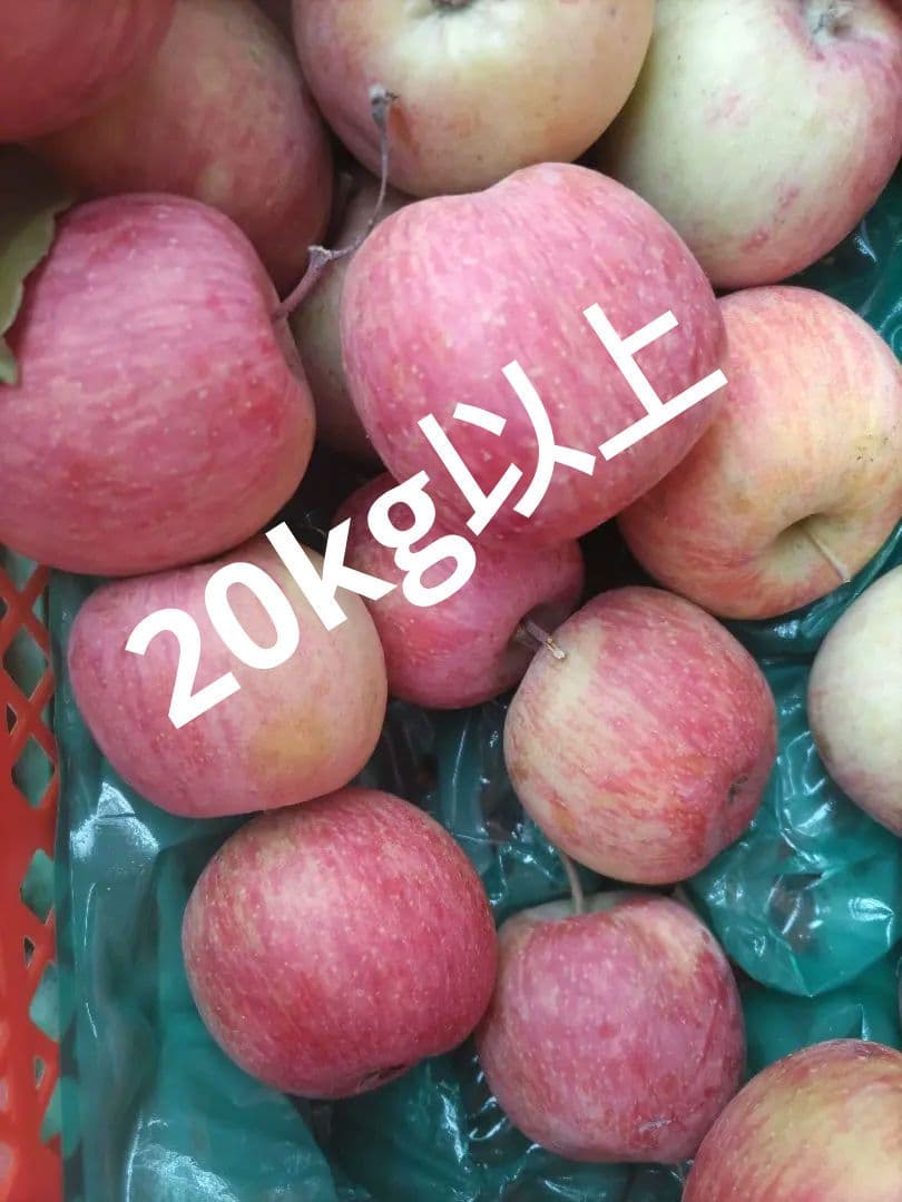 葉取らずサンフジ20kg 数量限定