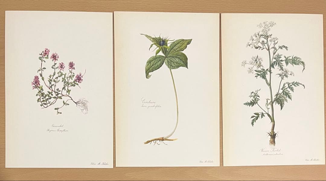 No.300ドイツ ビンテージ 紙もの ボタニカルアート 植物図鑑 水彩画