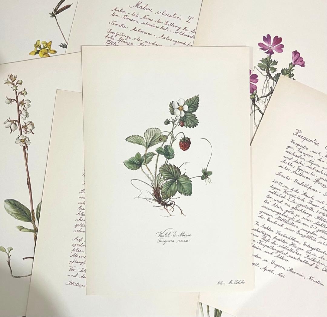 No.300ドイツ ビンテージ 紙もの ボタニカルアート 植物図鑑 水彩画