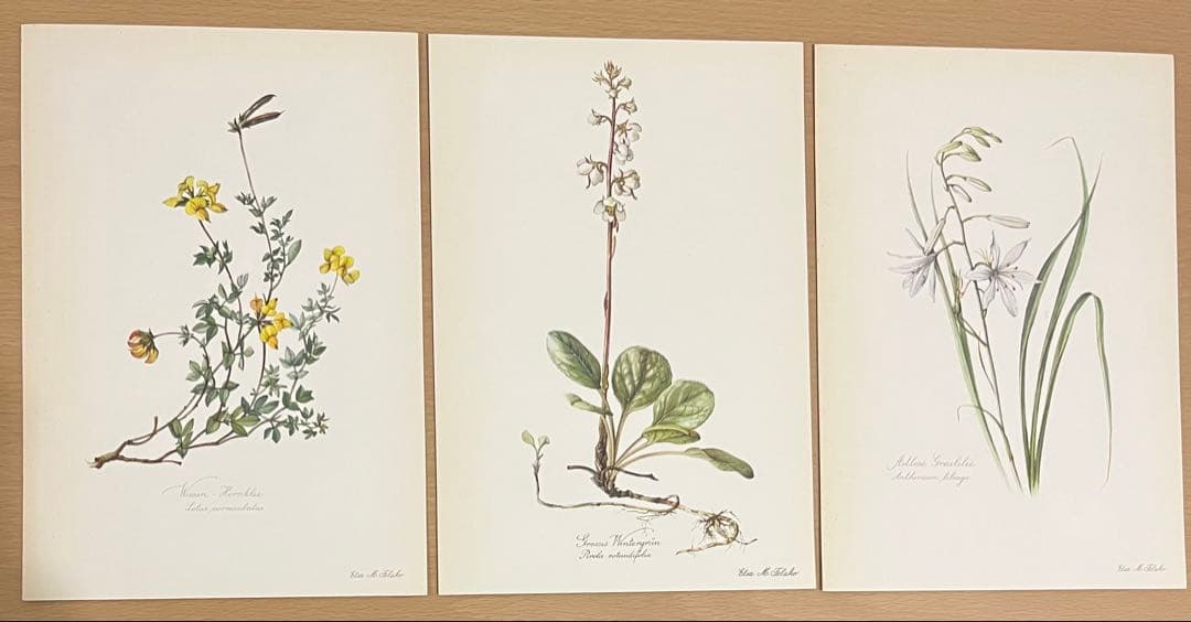 No.300ドイツ ビンテージ 紙もの ボタニカルアート 植物図鑑 水彩画