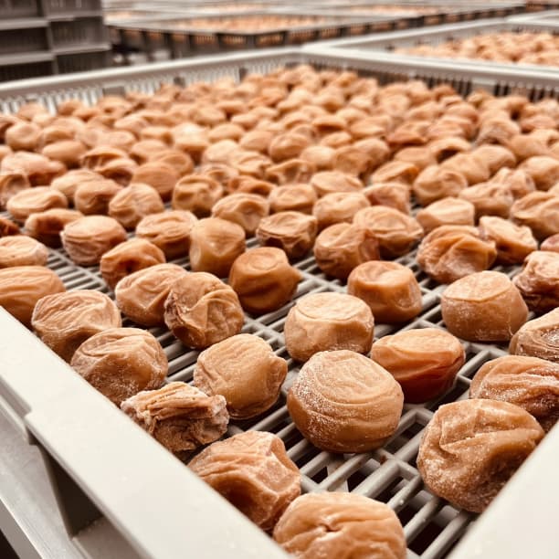 ☆農家直送！紀州南高梅 樽 10000g つぶれ梅 無添加 和歌山 紀州 白梅