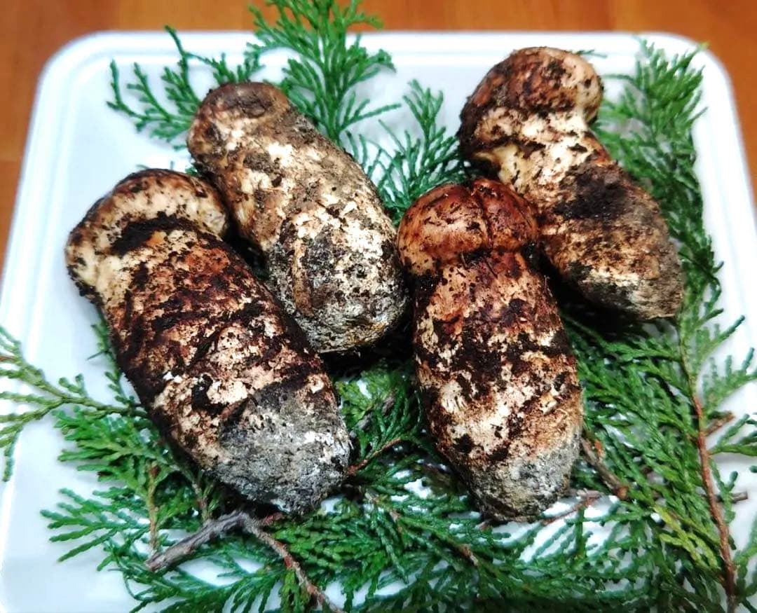国産松茸 210g 4本 全蕾　兵庫北部 但馬産 極上10/20 朝