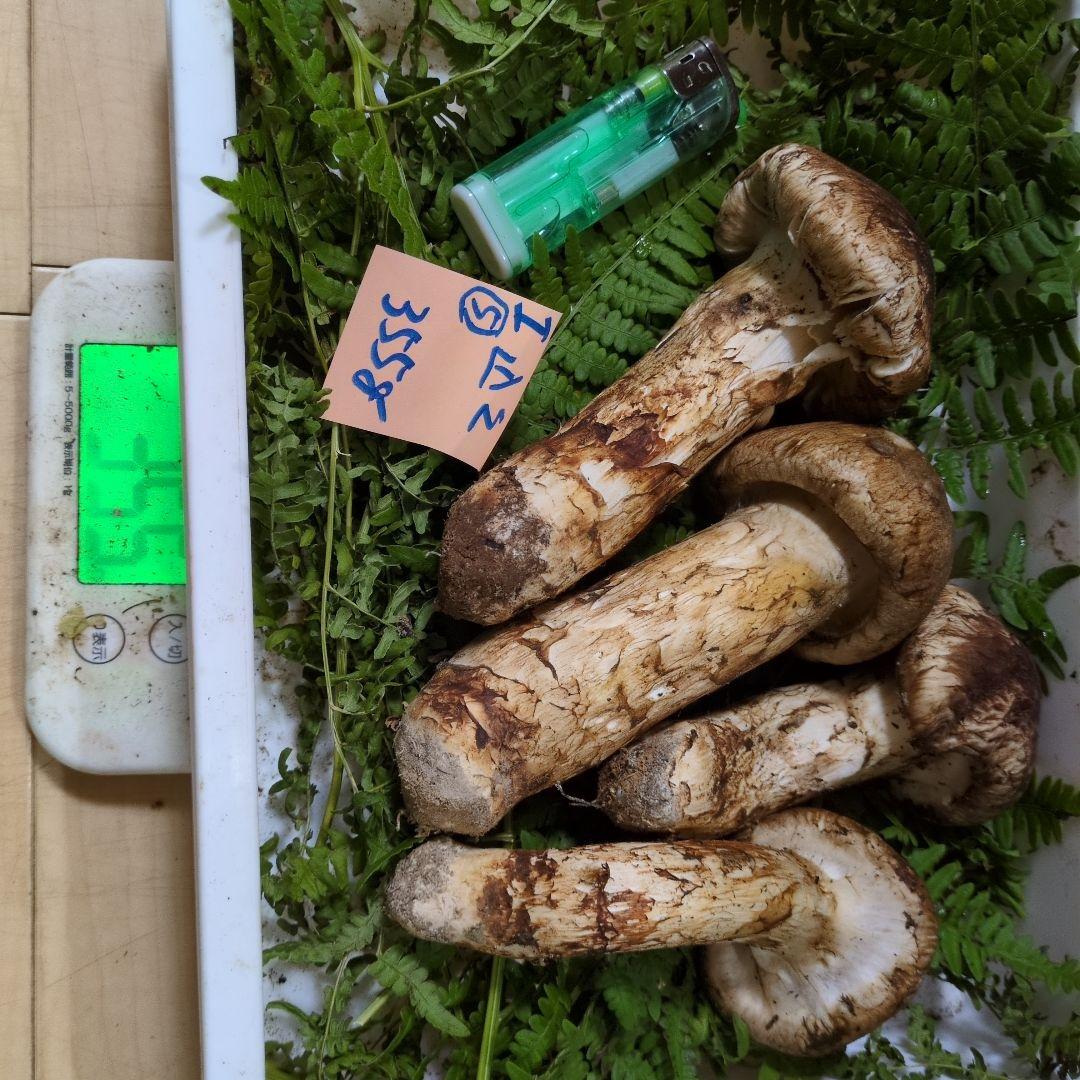 和歌山松茸 新鮮朝市　込み込み　355㌘