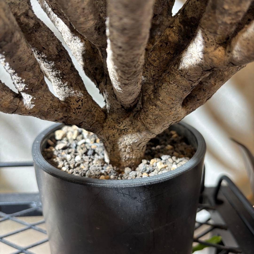 ユーフォルビアギラウミニアナ 大株 極美株 現地球 鉢ごと