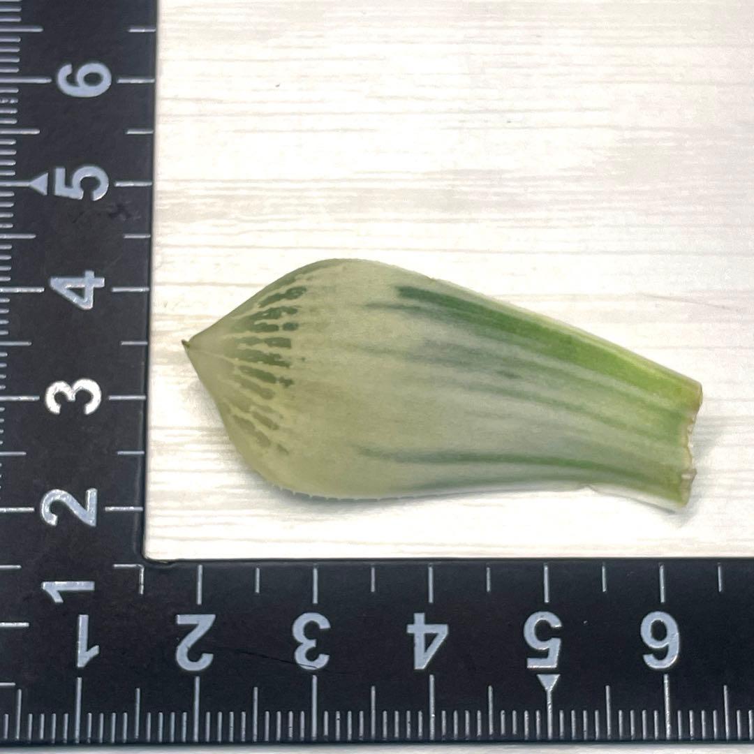 高級ハオルチア　白蛇伝　葉　3枚セット