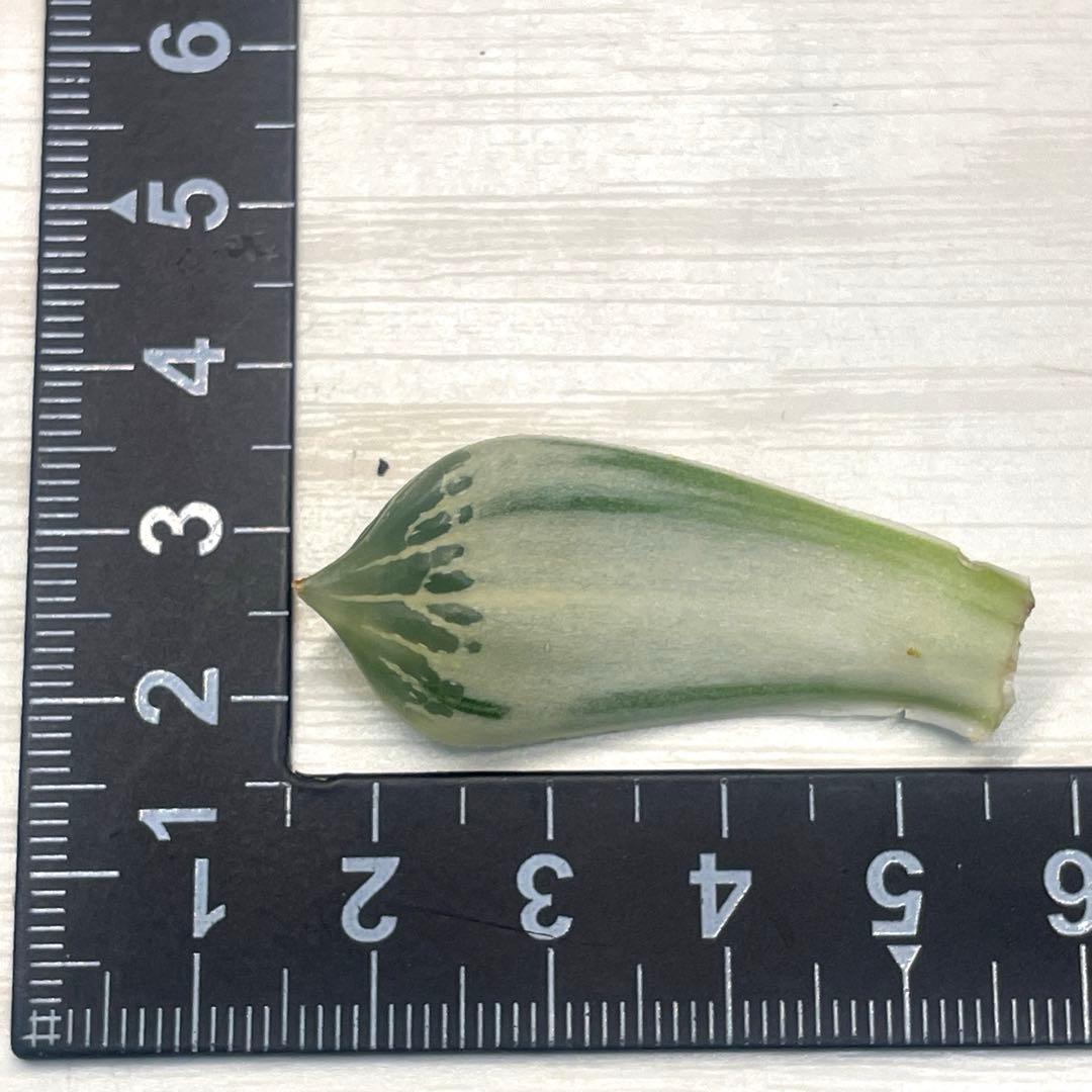 高級ハオルチア　白蛇伝　葉　3枚セット