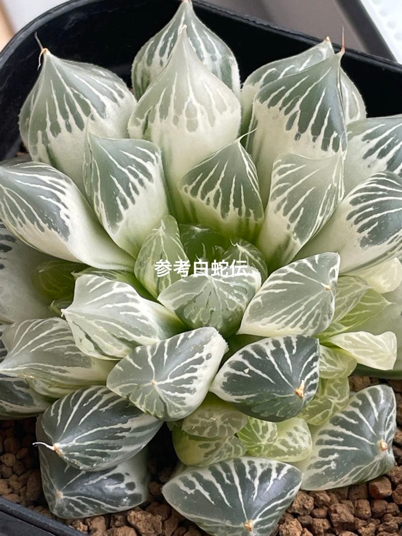 高級ハオルチア　白蛇伝　葉　3枚セット