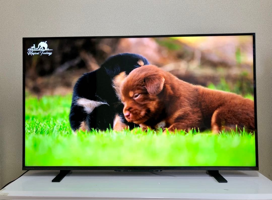 TOSHIBA 43V型 液晶テレビ REGZA 43M550L2024年製