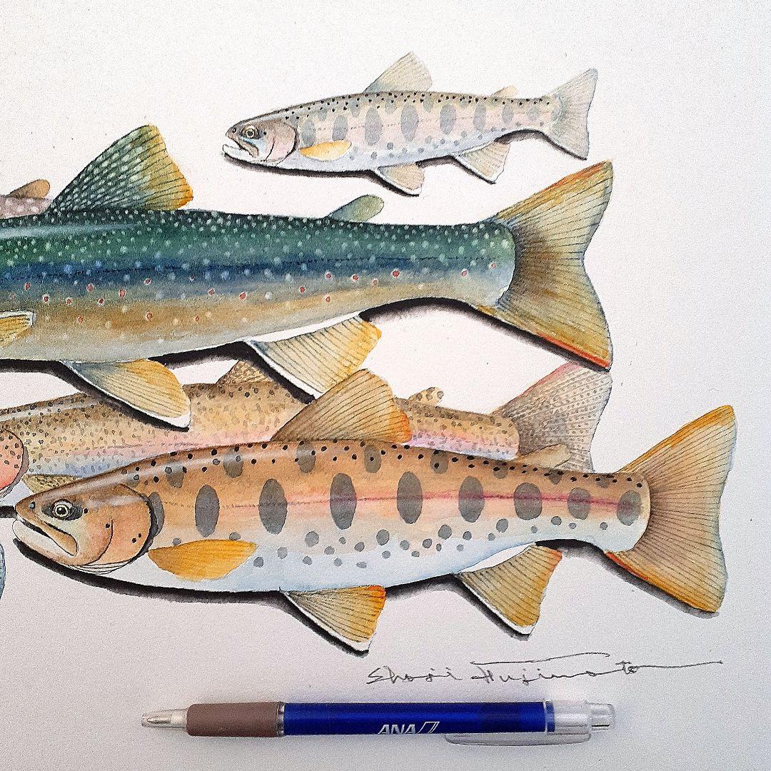 北海道の渓流に住む魚の透明水彩画