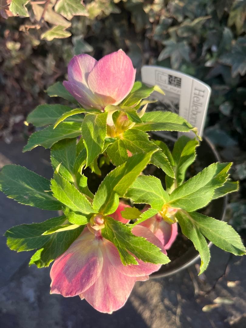 クリスマスローズ　広瀬園芸　ソレイユ系