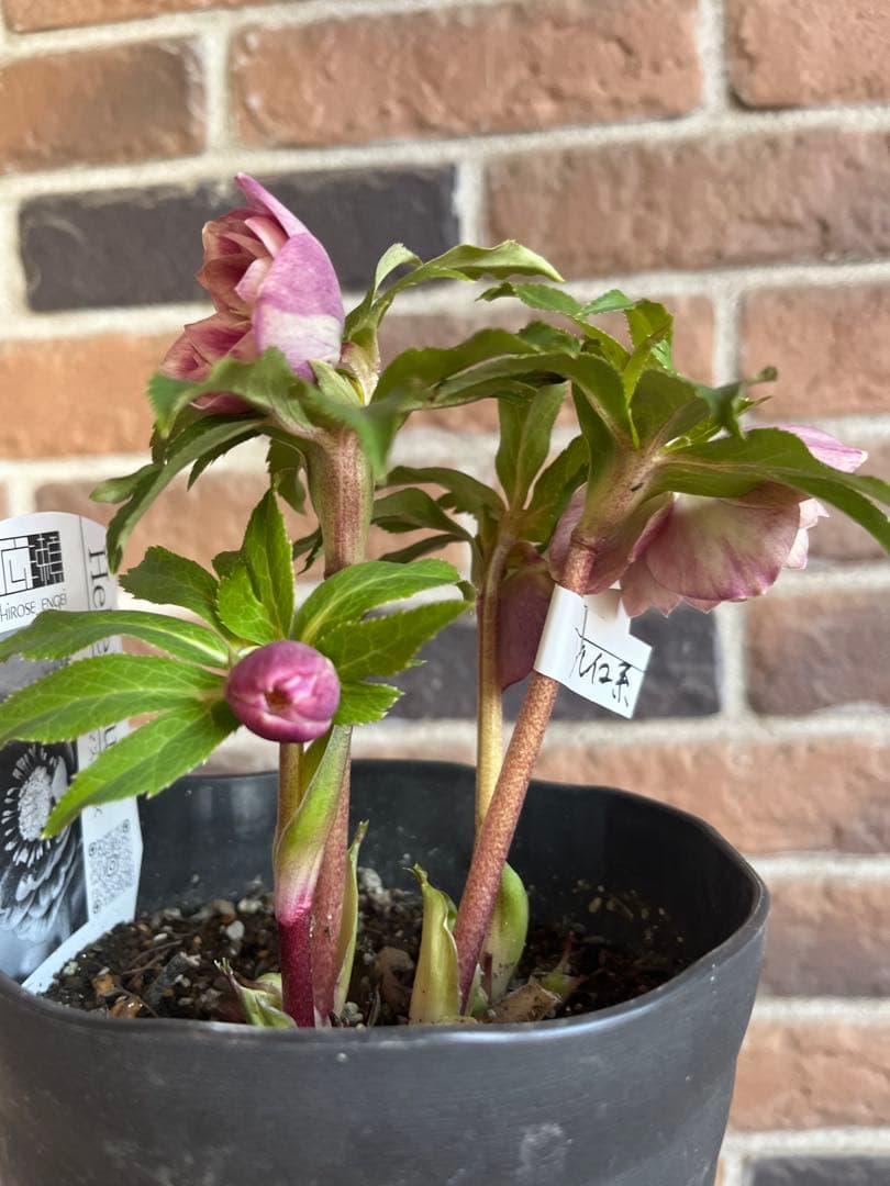 クリスマスローズ　広瀬園芸　ソレイユ系