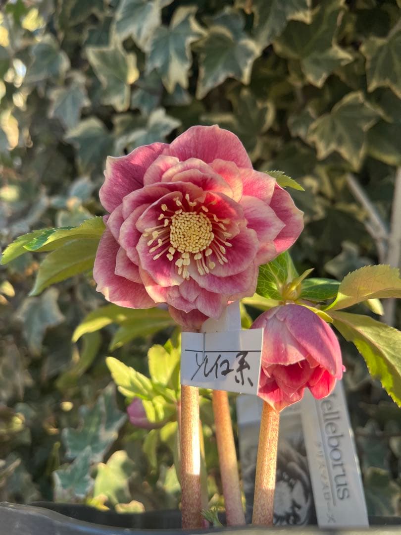 クリスマスローズ　広瀬園芸　ソレイユ系