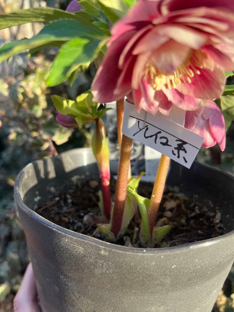 クリスマスローズ　広瀬園芸　ソレイユ系