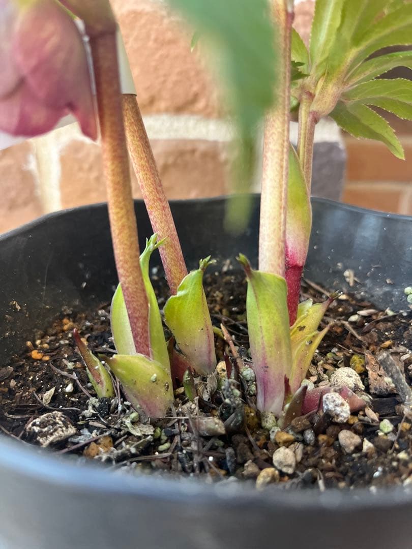 クリスマスローズ　広瀬園芸　ソレイユ系