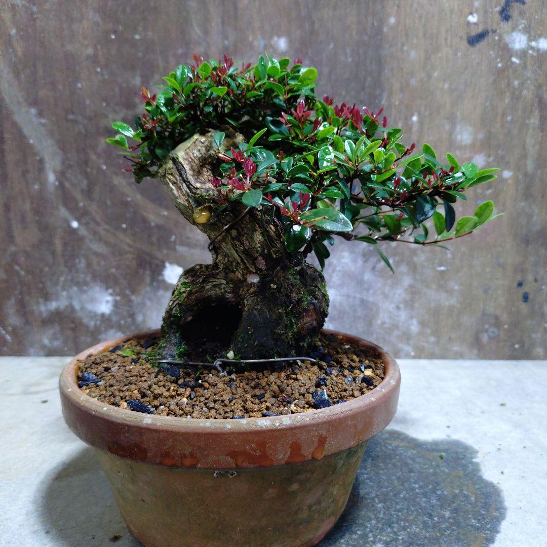 アデク　ゆーきん様専門