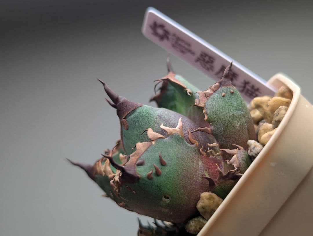 チタノタ「惡魔猫」超コンパクト 超裏棘 タグ・鉢ごと発送