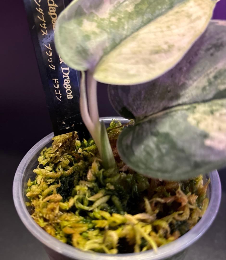 (専用商品)スキンダプサス　お試し　セット　B5 ➕バクダパティ