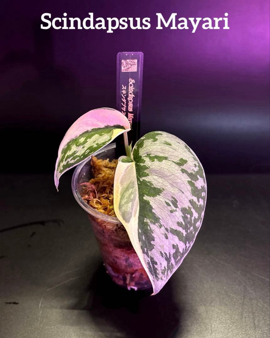 (専用商品)スキンダプサス　お試し　セット　B5 ➕バクダパティ