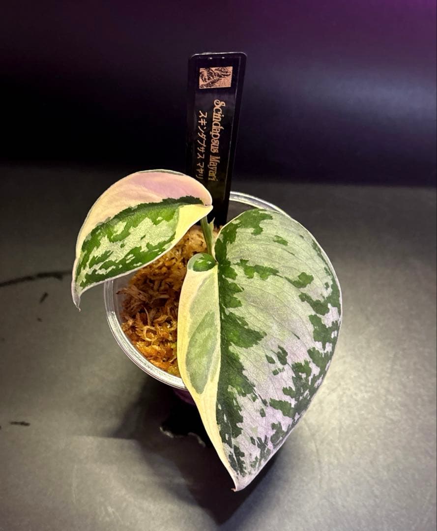 (専用商品)スキンダプサス　お試し　セット　B5 ➕バクダパティ