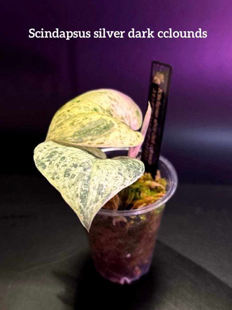 (専用商品)スキンダプサス　お試し　セット　B5 ➕バクダパティ