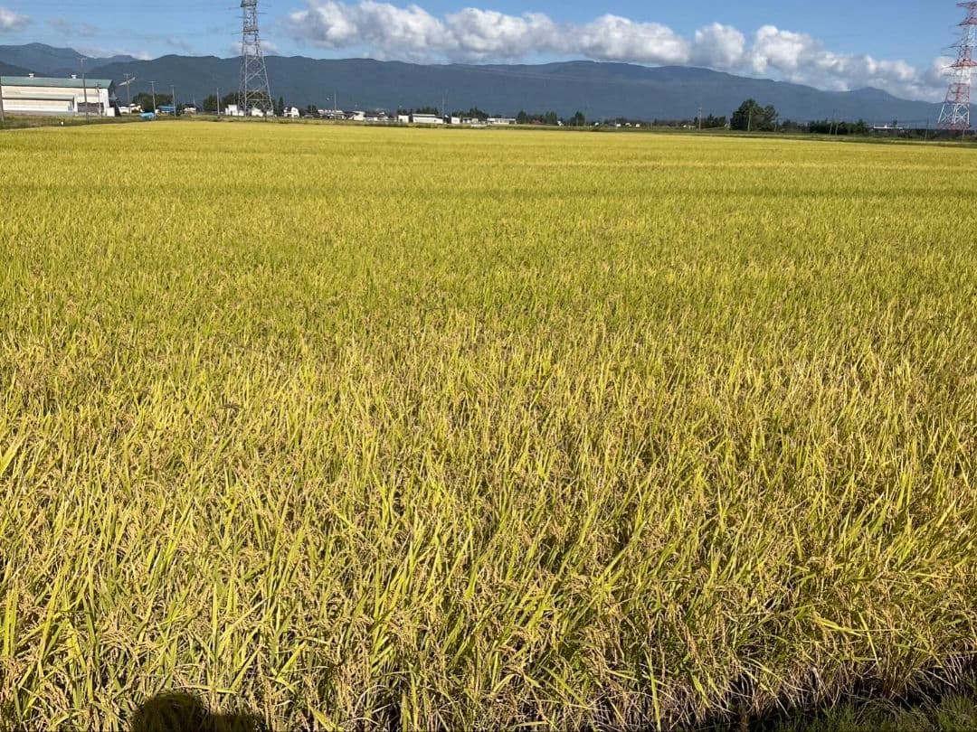 山形県産おいしいお米 雪若丸3kg 3袋