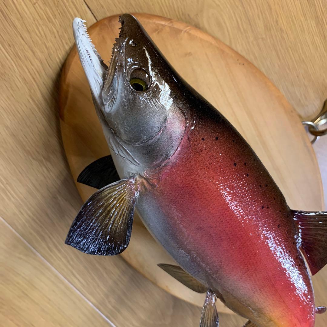 S*リ様 剥製　魚類剥製工房エフクラフト　晩秋の雄ヒメマス 33センチ 最終形態