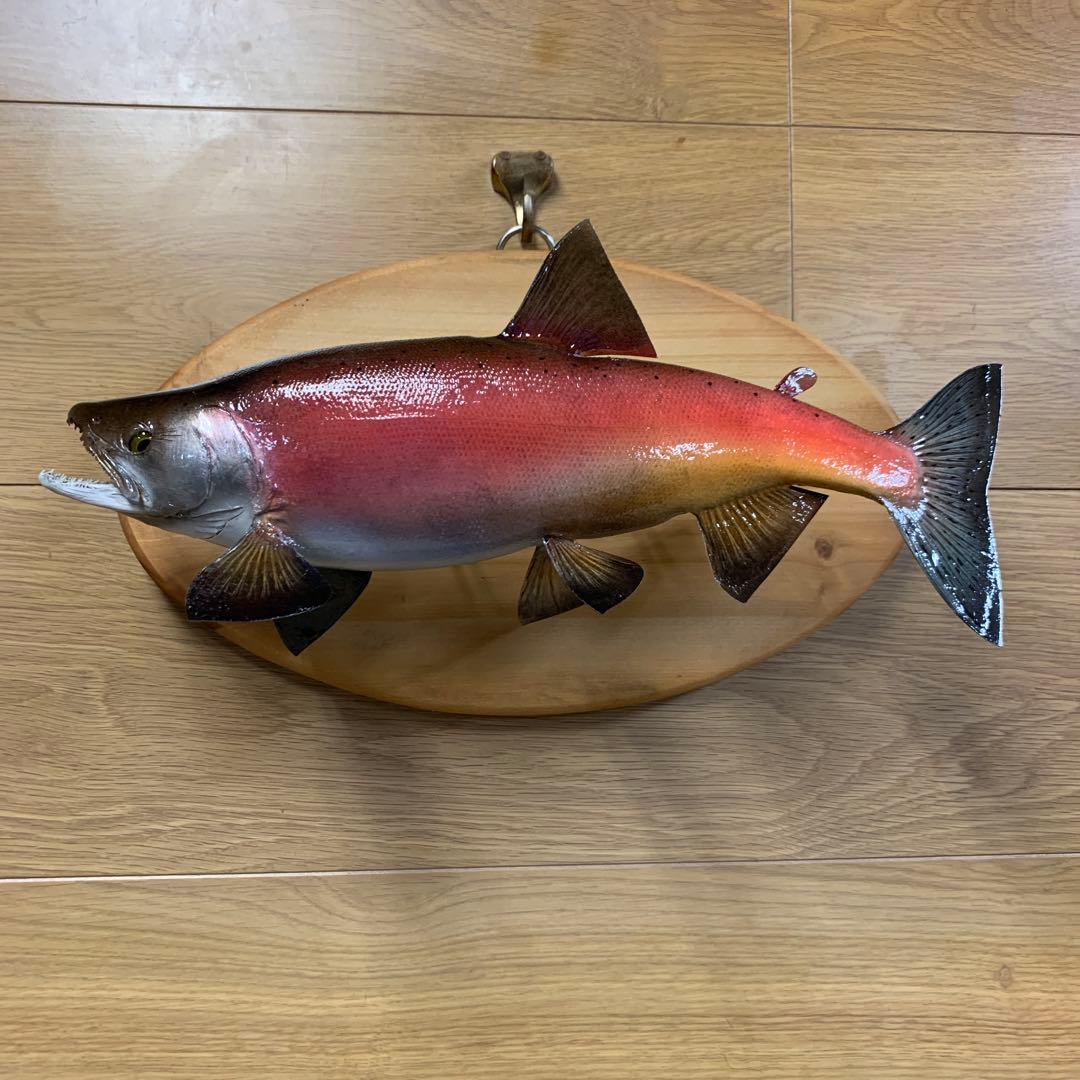 S*リ様 剥製　魚類剥製工房エフクラフト　晩秋の雄ヒメマス 33センチ 最終形態