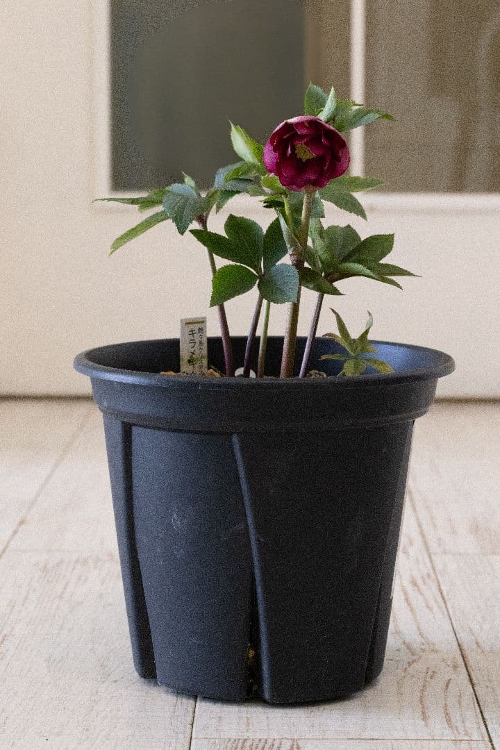 クリスマスローズ 加藤農園 キラメキ グロスレッド 6号開花株