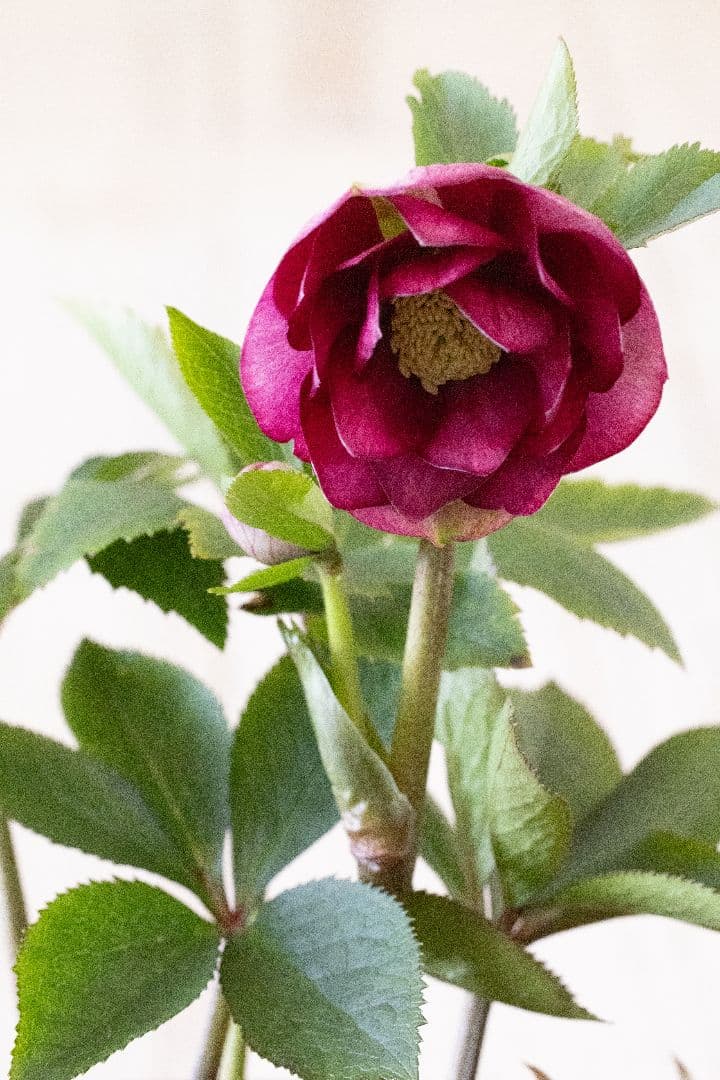 クリスマスローズ 加藤農園 キラメキ グロスレッド 6号開花株