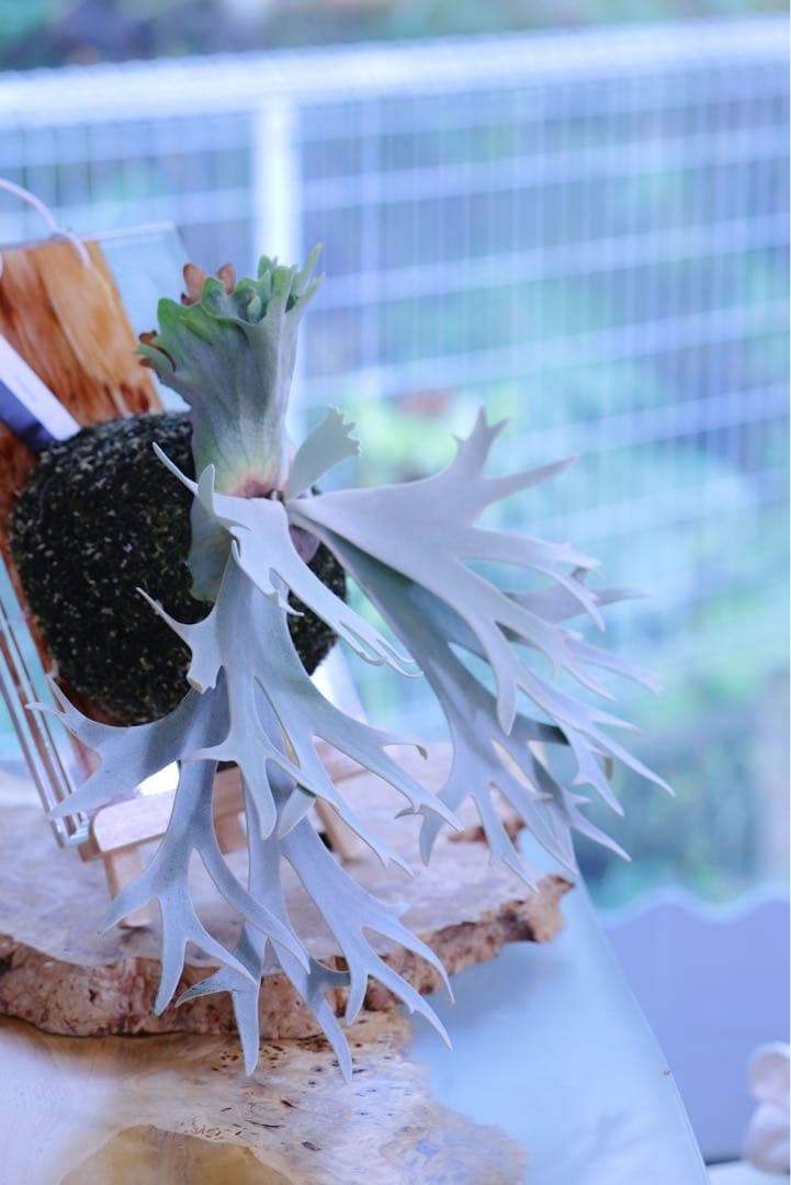 ビカクシダ P.Willincky Gabriel