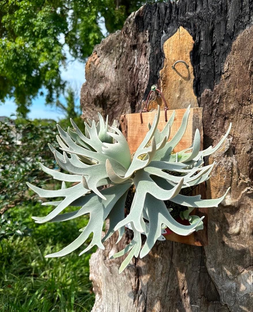 ビカクシダ P.Willincky Gabriel