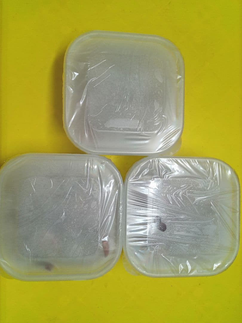 天然きのこ　北海道産天然落葉きのこ　ハナイグチ　冷凍 １７００g はる