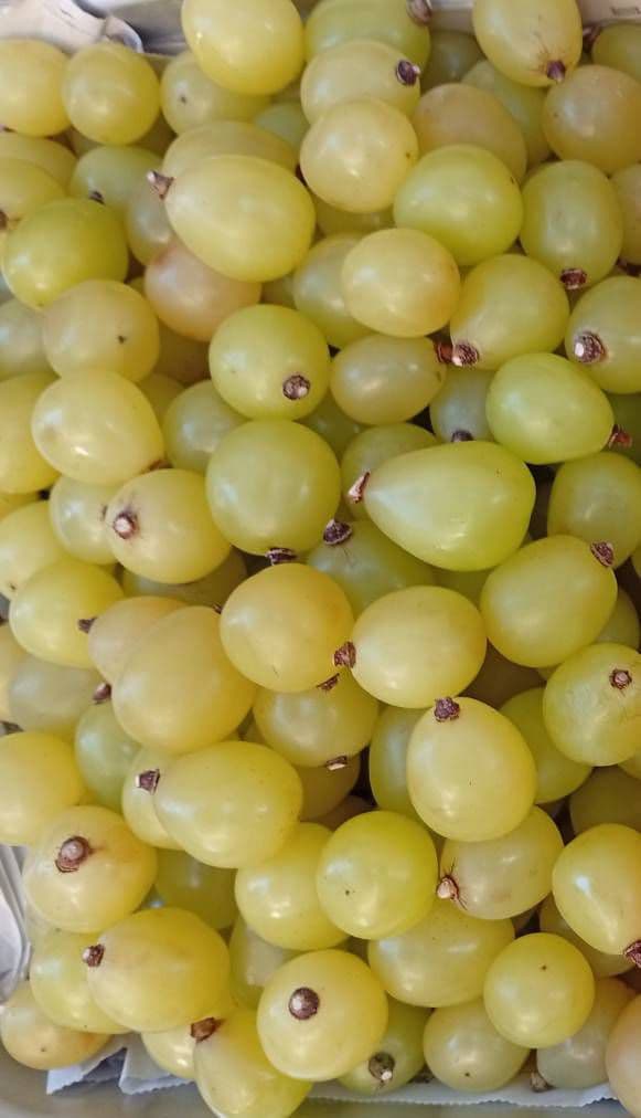 ひなた　シャインマスカット 5kg☆家庭用・粒・訳あり☆食感良い☆北信州